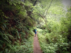Lush Trail like a Rain Forest