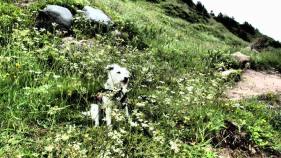 Kasper in the grass at Otter Brook