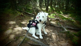 Kasper on the Chocorua trail