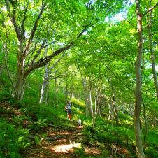 beautiful trail trees